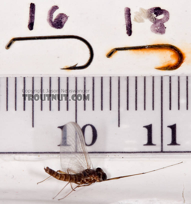 Male Epeorus (Little Maryatts) Mayfly Spinner from Mystery Creek #42 in Pennsylvania