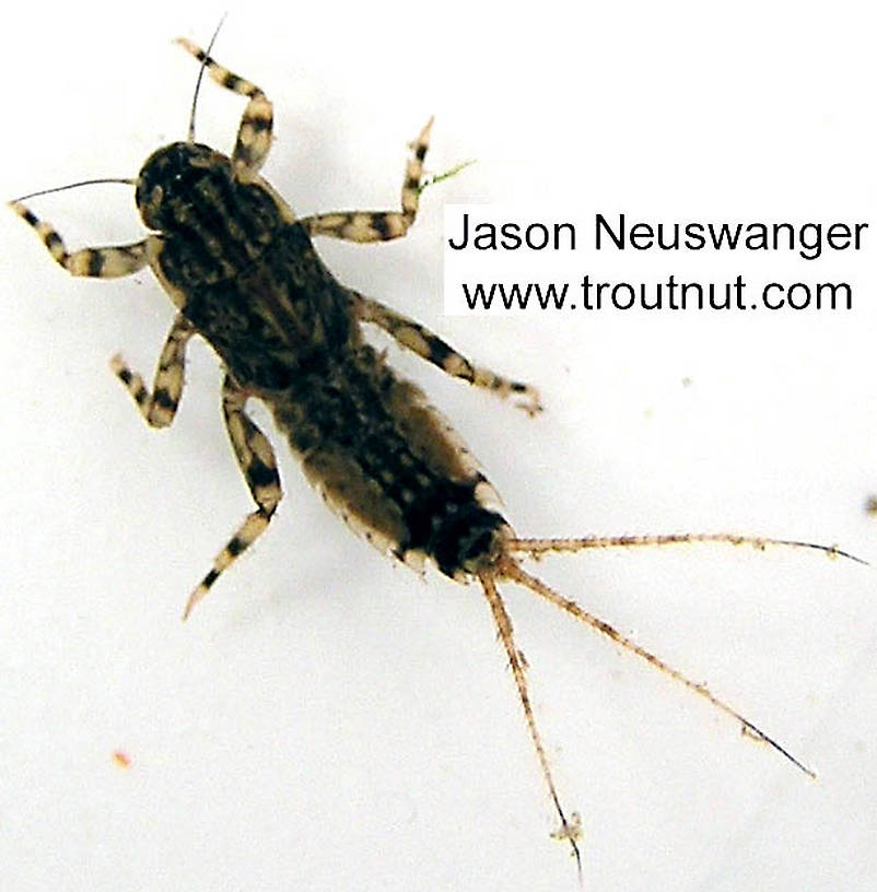 Ephemerella aurivillii Mayfly Nymph from unknown in Wisconsin