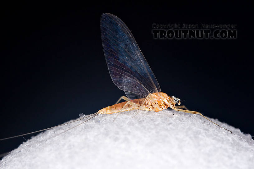 Female Epeorus vitreus (Sulphur) Mayfly Spinner from Mystery Creek #42 in Pennsylvania