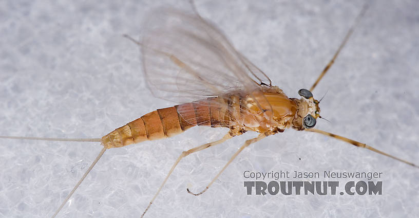 Female Epeorus vitreus (Sulphur) Mayfly Spinner from Mystery Creek #42 in Pennsylvania