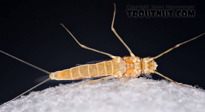 Female Epeorus vitreus (Sulphur) Mayfly Spinner from Mystery Creek #42 in Pennsylvania