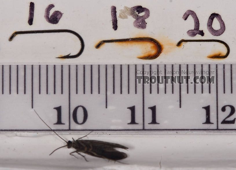 Male Dolophilodes distinctus (Tiny Black Gold Speckled-Winged Caddis) Caddisfly Adult from Mystery Creek #42 in Pennsylvania