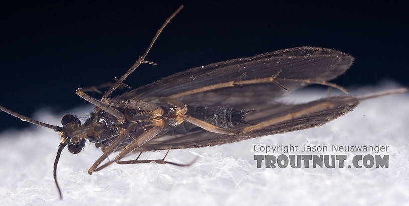 Male Dolophilodes distinctus (Tiny Black Gold Speckled-Winged Caddis) Caddisfly Adult from Mystery Creek #42 in Pennsylvania