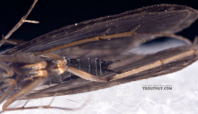 Male Dolophilodes distinctus (Tiny Black Gold Speckled-Winged Caddis) Caddisfly Adult from Mystery Creek #42 in Pennsylvania