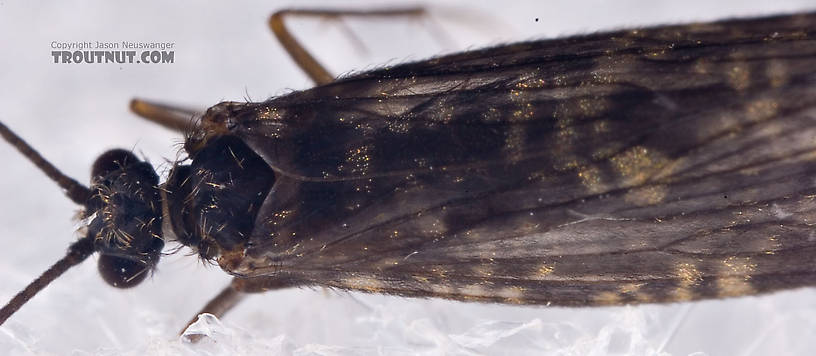 Male Dolophilodes distinctus (Tiny Black Gold Speckled-Winged Caddis) Caddisfly Adult from Mystery Creek #42 in Pennsylvania