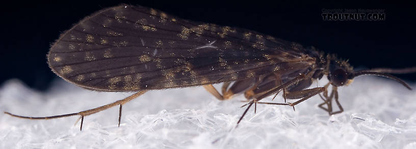 Male Dolophilodes distinctus (Tiny Black Gold Speckled-Winged Caddis) Caddisfly Adult from Mystery Creek #42 in Pennsylvania