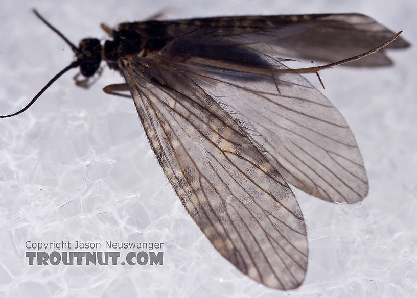 Male Dolophilodes distinctus (Tiny Black Gold Speckled-Winged Caddis) Caddisfly Adult from Mystery Creek #42 in Pennsylvania