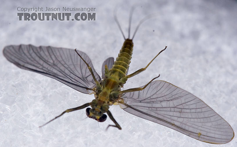 Male Drunella cornuta (Large Blue-Winged Olive) Mayfly Dun from Brodhead Creek in Pennsylvania