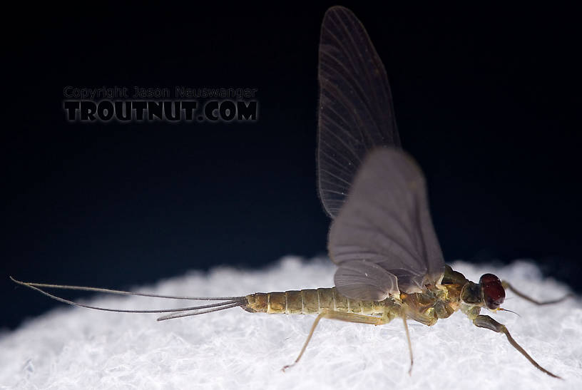 Male Drunella cornuta (Large Blue-Winged Olive) Mayfly Dun from Brodhead Creek in Pennsylvania