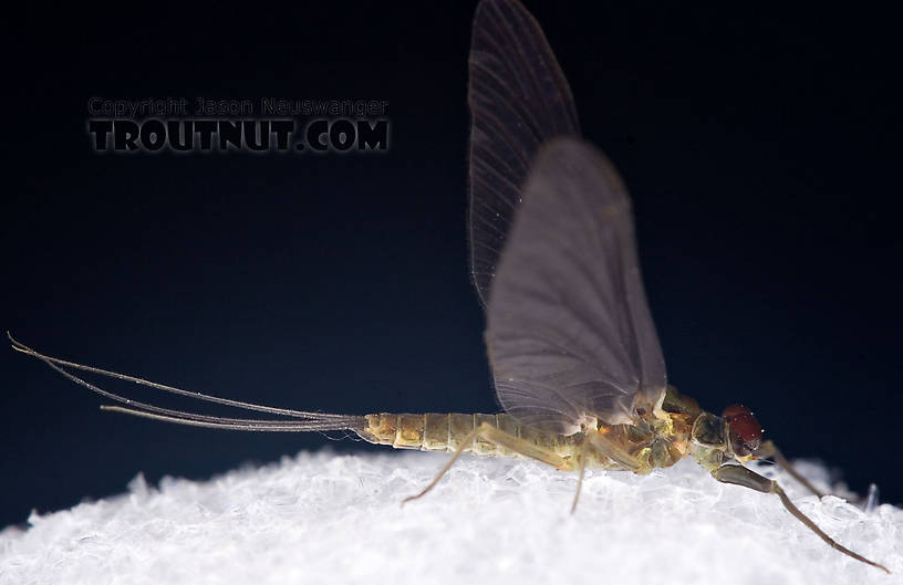 Male Drunella cornuta (Large Blue-Winged Olive) Mayfly Dun from Brodhead Creek in Pennsylvania