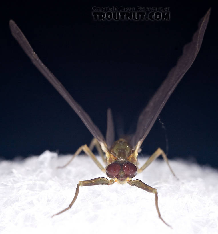 Male Drunella cornuta (Large Blue-Winged Olive) Mayfly Dun from Brodhead Creek in Pennsylvania