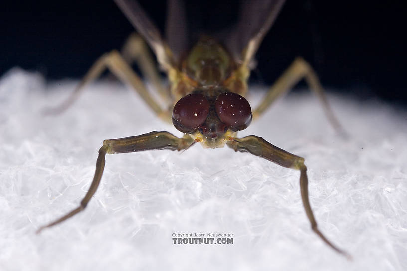 Male Drunella cornuta (Large Blue-Winged Olive) Mayfly Dun from Brodhead Creek in Pennsylvania