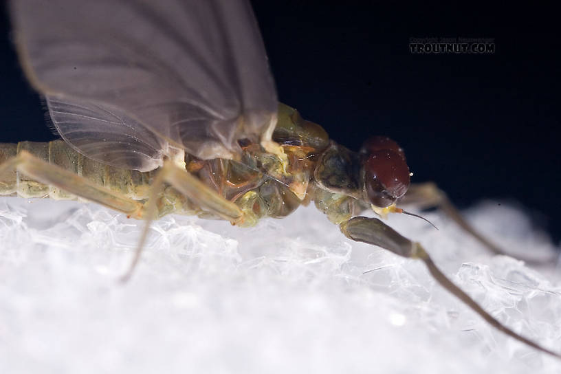 Male Drunella cornuta (Large Blue-Winged Olive) Mayfly Dun from Brodhead Creek in Pennsylvania