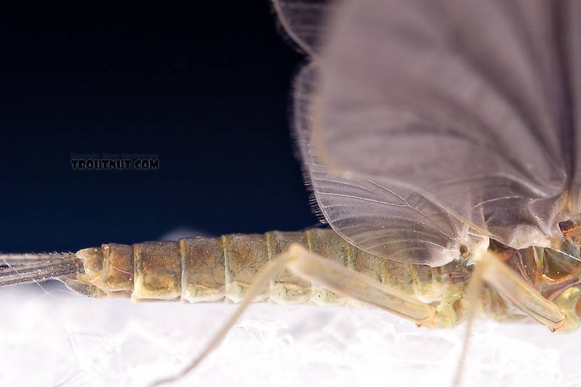 Male Drunella cornuta (Large Blue-Winged Olive) Mayfly Dun from Brodhead Creek in Pennsylvania