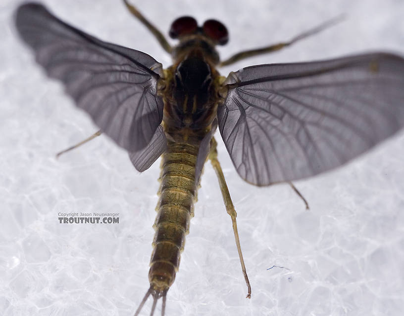 Male Drunella cornuta (Large Blue-Winged Olive) Mayfly Dun from Brodhead Creek in Pennsylvania