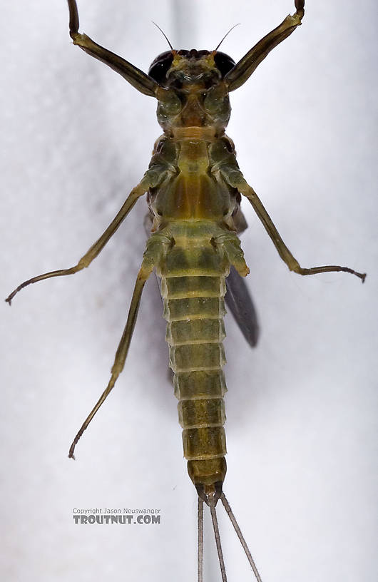 Male Drunella cornuta (Large Blue-Winged Olive) Mayfly Dun from Brodhead Creek in Pennsylvania