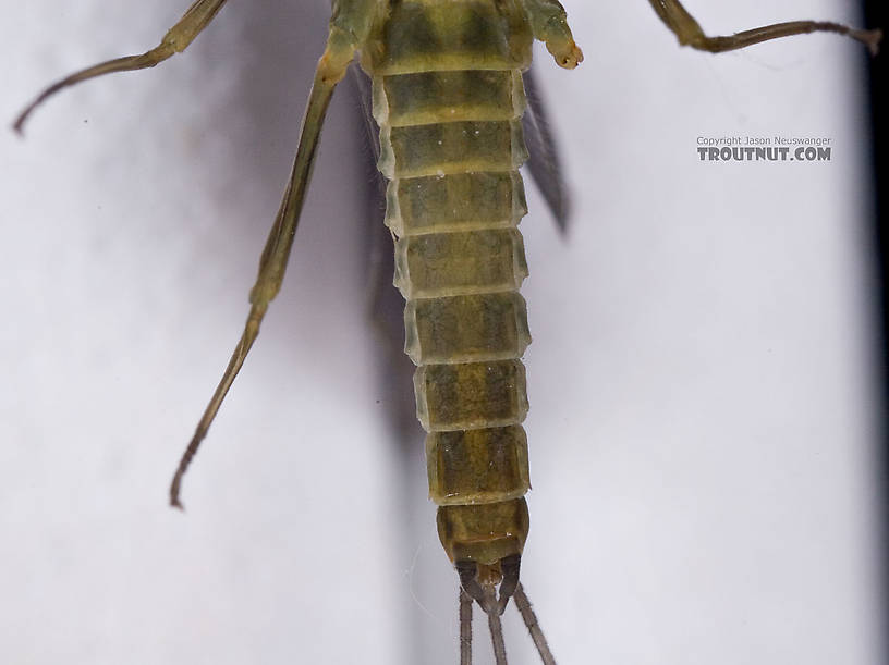 Male Drunella cornuta (Large Blue-Winged Olive) Mayfly Dun from Brodhead Creek in Pennsylvania