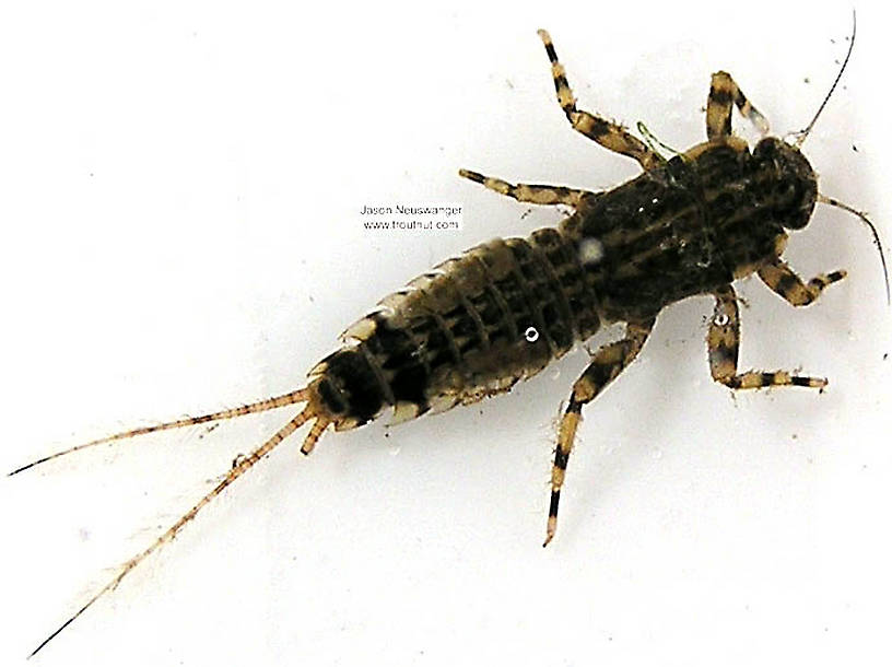 Ephemerella aurivillii Mayfly Nymph from unknown in Wisconsin