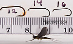 Male Drunella cornuta (Large Blue-Winged Olive) Mayfly Dun