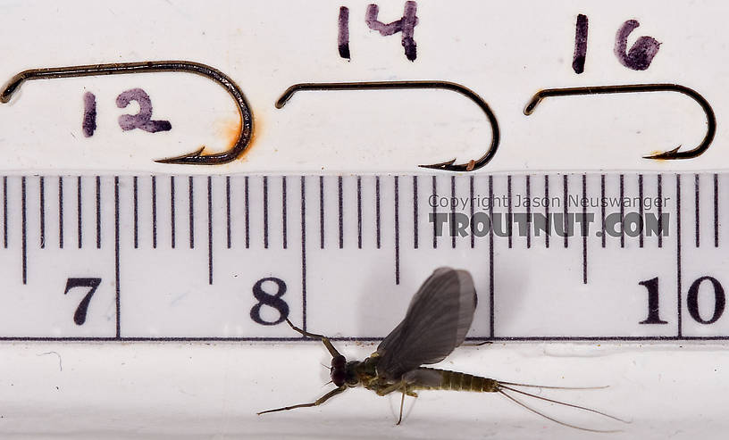 Male Drunella cornuta (Large Blue-Winged Olive) Mayfly Dun from Brodhead Creek in Pennsylvania