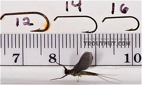 Male Drunella cornuta (Large Blue-Winged Olive) Mayfly Dun