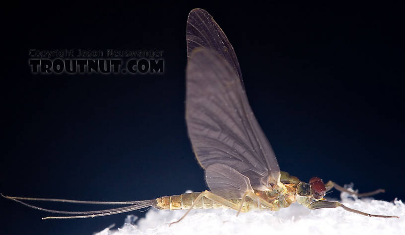 Male Drunella cornuta (Large Blue-Winged Olive) Mayfly Dun from Brodhead Creek in Pennsylvania