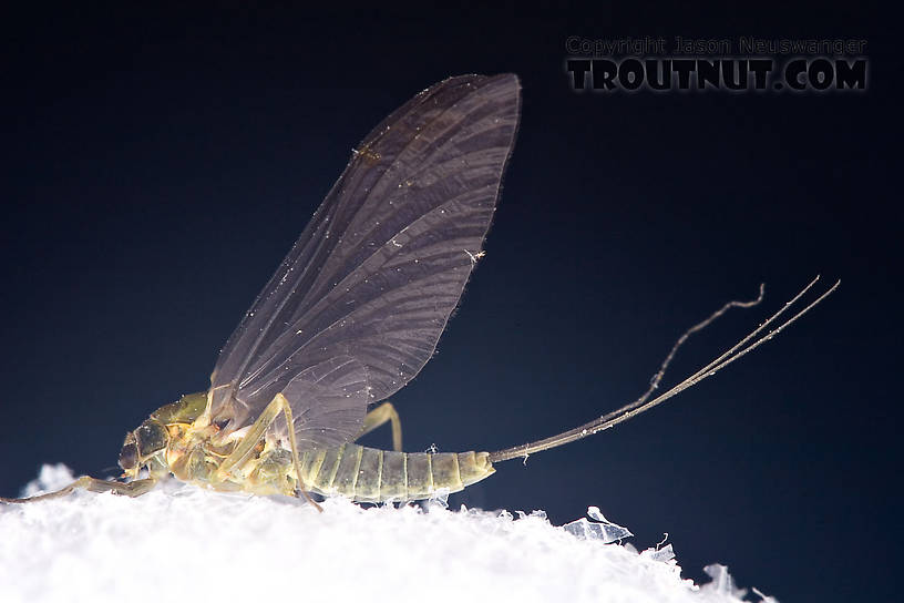 Female Drunella cornuta (Large Blue-Winged Olive) Mayfly Dun from Brodhead Creek in Pennsylvania