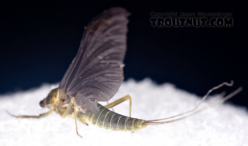 Female Drunella cornuta (Large Blue-Winged Olive) Mayfly Dun from Brodhead Creek in Pennsylvania