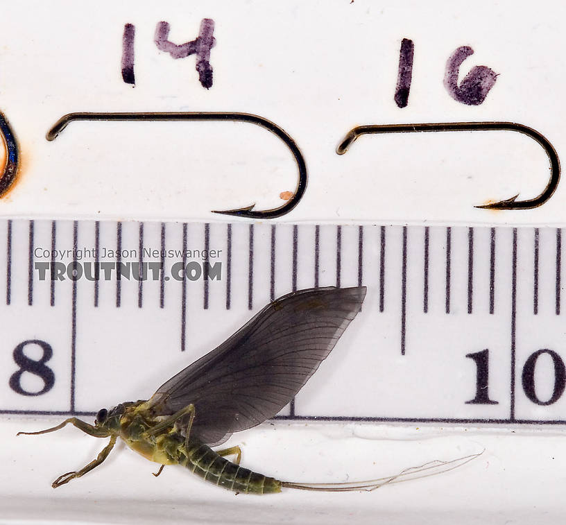 Female Drunella cornuta (Large Blue-Winged Olive) Mayfly Dun from Brodhead Creek in Pennsylvania