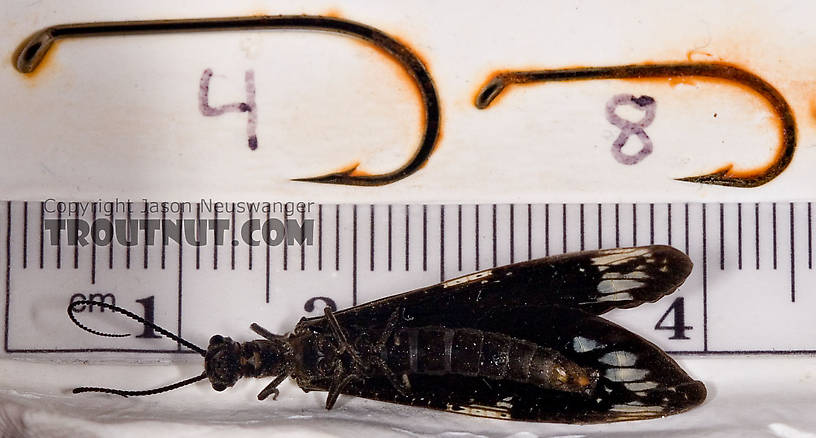 Male Nigronia serricornis (Fishfly) Hellgrammite Adult from Brodhead Creek in Pennsylvania