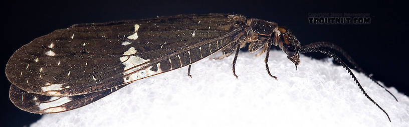 Male Nigronia serricornis (Fishfly) Hellgrammite Adult from Brodhead Creek in Pennsylvania