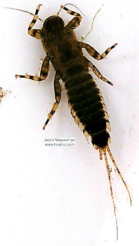 Ephemerella aurivillii Mayfly Nymph from unknown in Wisconsin