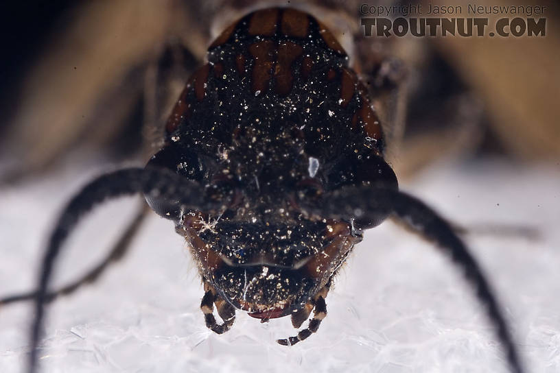 Male Nigronia serricornis (Fishfly) Hellgrammite Adult from Brodhead Creek in Pennsylvania