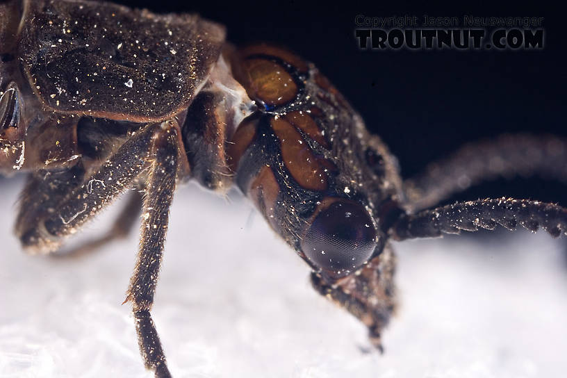 Male Nigronia serricornis (Fishfly) Hellgrammite Adult from Brodhead Creek in Pennsylvania