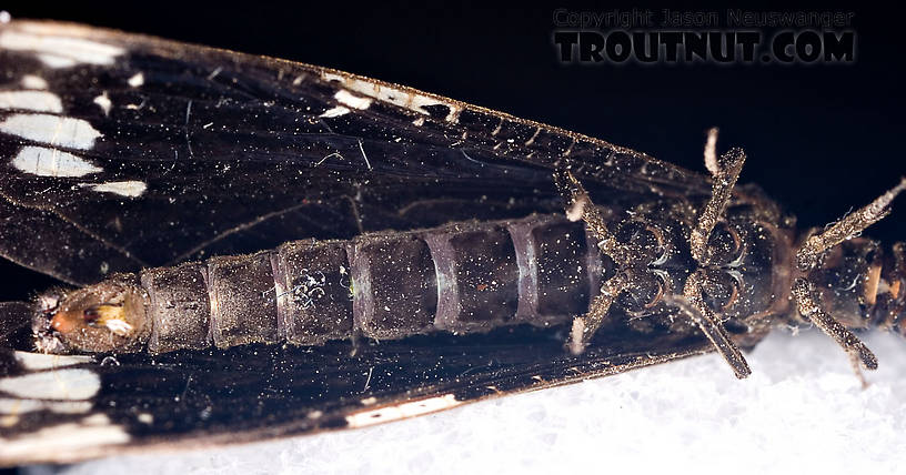 Male Nigronia serricornis (Fishfly) Hellgrammite Adult from Brodhead Creek in Pennsylvania