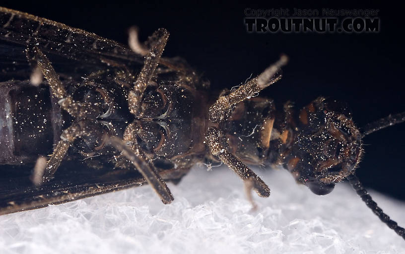 Male Nigronia serricornis (Fishfly) Hellgrammite Adult from Brodhead Creek in Pennsylvania