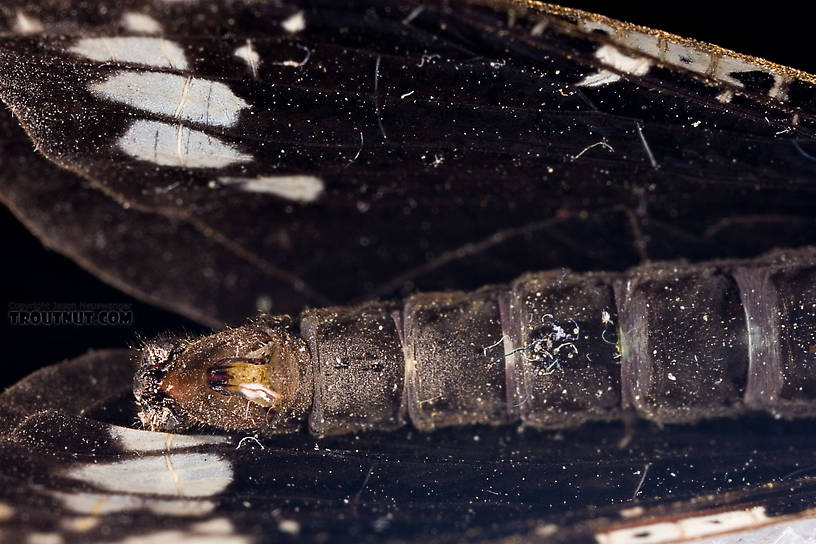 Male Nigronia serricornis (Fishfly) Hellgrammite Adult from Brodhead Creek in Pennsylvania