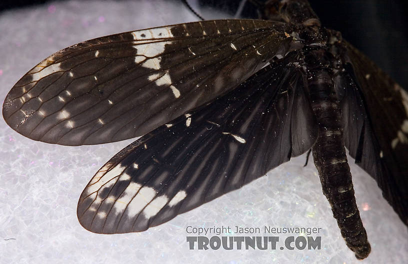 Male Nigronia serricornis (Fishfly) Hellgrammite Adult from Brodhead Creek in Pennsylvania