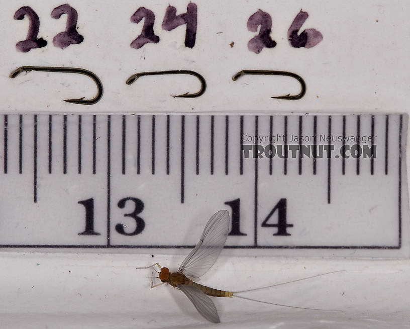 Male Baetidae (Blue-Winged Olives) Mayfly Dun from Brodhead Creek in Pennsylvania