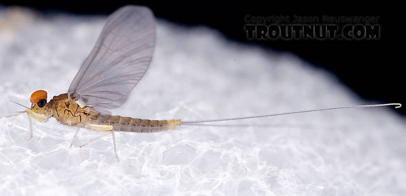 Male Baetidae (Blue-Winged Olives) Mayfly Dun from Brodhead Creek in Pennsylvania