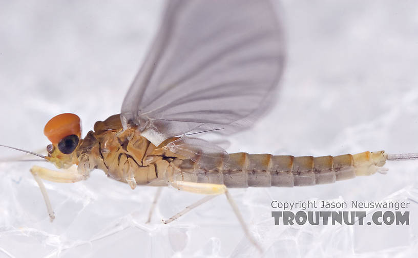 Male Baetidae (Blue-Winged Olives) Mayfly Dun from Brodhead Creek in Pennsylvania