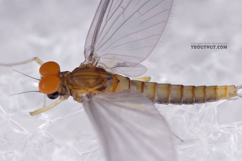 Male Baetidae (Blue-Winged Olives) Mayfly Dun from Brodhead Creek in Pennsylvania