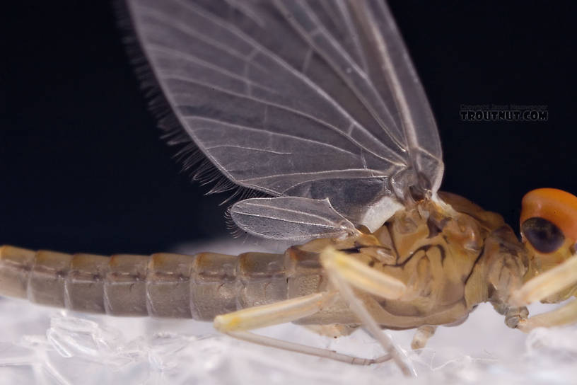 Male Baetidae (Blue-Winged Olives) Mayfly Dun from Brodhead Creek in Pennsylvania