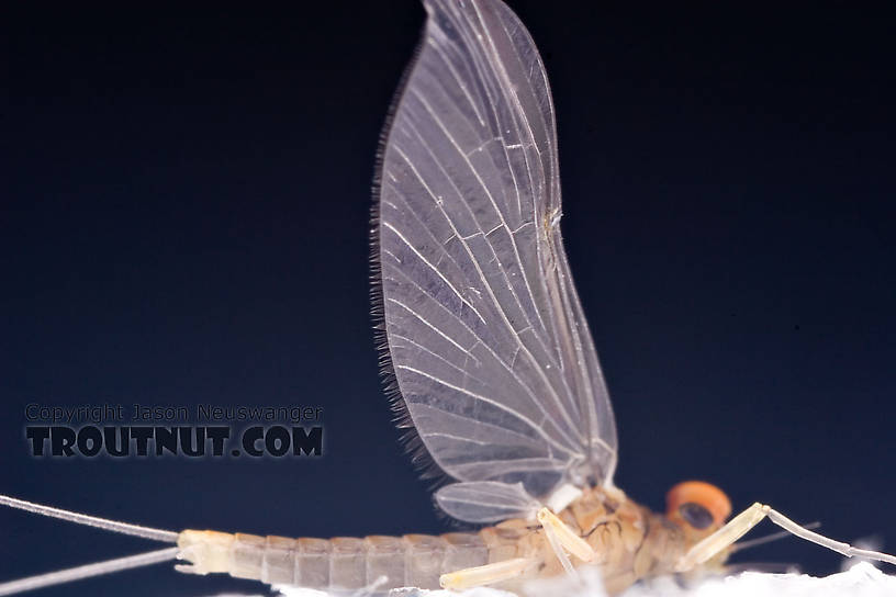 Male Baetidae (Blue-Winged Olives) Mayfly Dun from Brodhead Creek in Pennsylvania