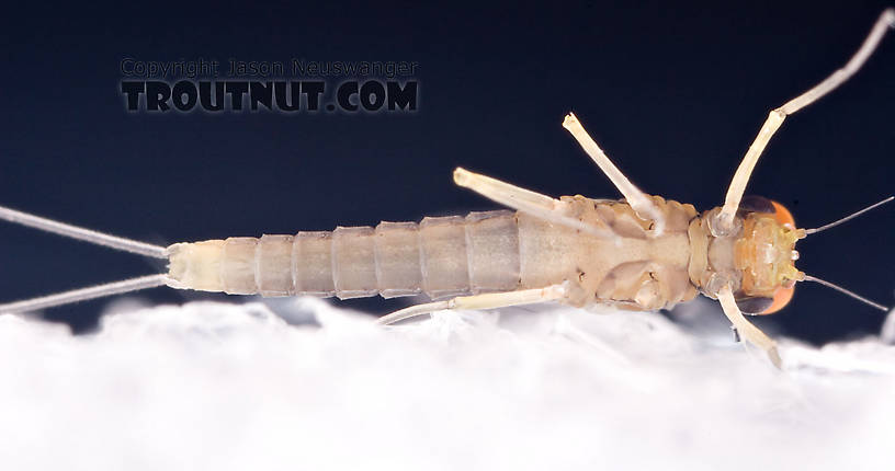 Male Baetidae (Blue-Winged Olives) Mayfly Dun from Brodhead Creek in Pennsylvania