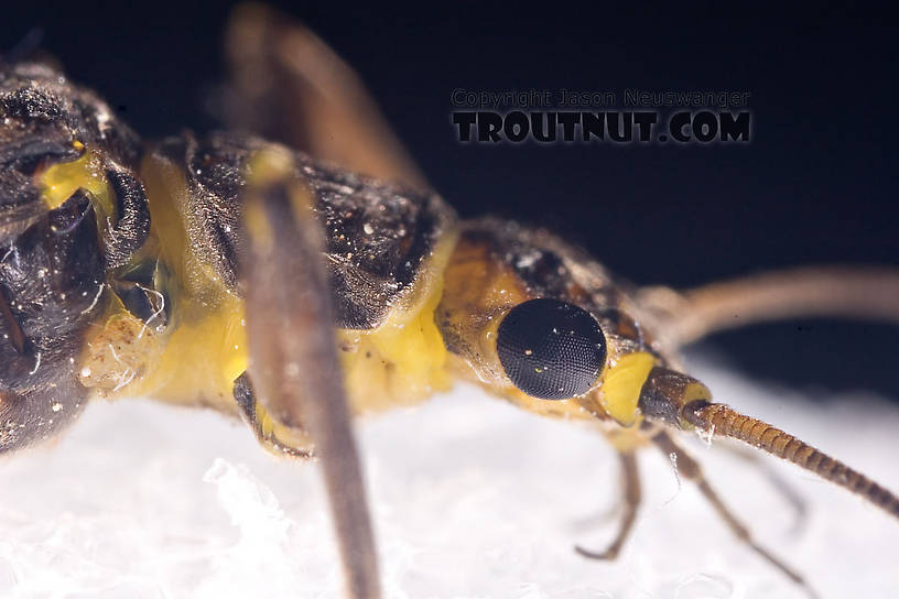 Paragnetina immarginata (Beautiful Stonefly) Stonefly Adult from Brodhead Creek in Pennsylvania