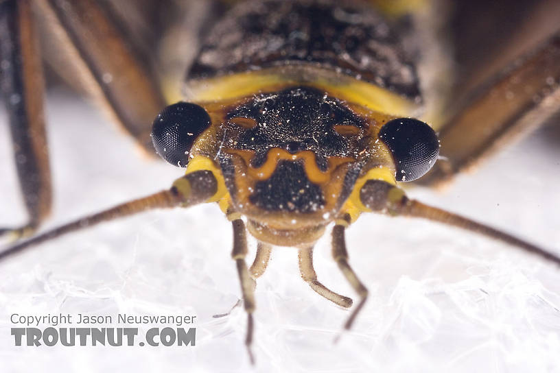 Paragnetina immarginata (Beautiful Stonefly) Stonefly Adult from Brodhead Creek in Pennsylvania