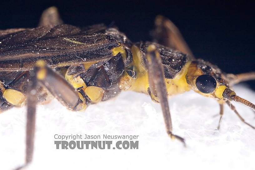 Paragnetina immarginata (Beautiful Stonefly) Stonefly Adult from Brodhead Creek in Pennsylvania