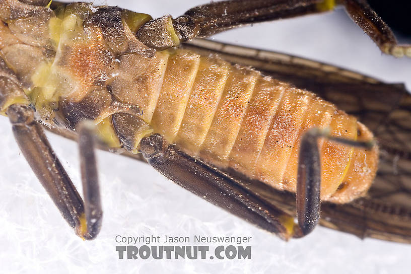 Paragnetina immarginata (Beautiful Stonefly) Stonefly Adult from Brodhead Creek in Pennsylvania