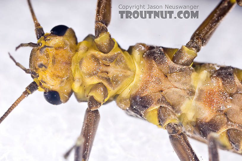 Paragnetina immarginata (Beautiful Stonefly) Stonefly Adult from Brodhead Creek in Pennsylvania